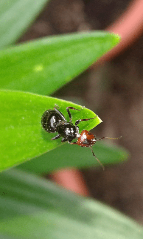 Formicidae : Crematogaster scutellaris? No, Camponotus lateralis